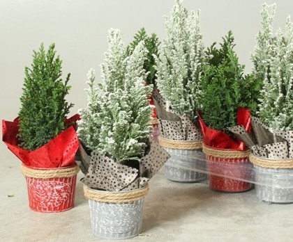 P. Cham. L Ellwoodii Decorado+nieve 10/30cm x10