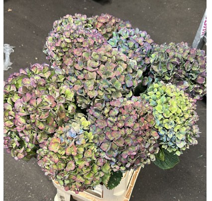 Hortensia Hol. Pimpernel Class 80cm 22