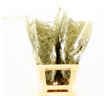 Esparraguera Pintada Oro 50cm "T50"