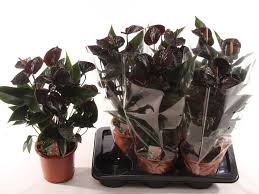 P. Anthurium An Jambo Black 17/65cm x6  5F