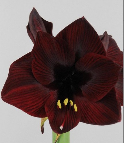 Amaryllis Loyalty "CC15" Gr.