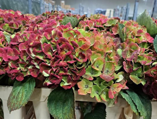 Hortensia Hol. Amethyst Classic 60cm 12/15 Bic. A2