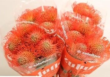Protea Nutans Succession Roja 30cm