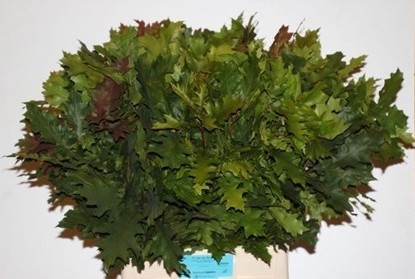 Roble Preservado Rubra Natural 90cm