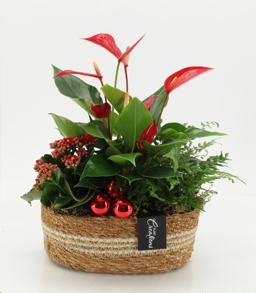 P. Compo Xmas XL 2525   24/35cm  "CC4"