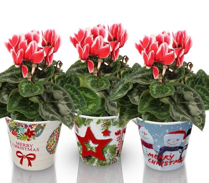 P. Cyclamen Metis Artic Red 12/20cm "CC6" -Smartcup-