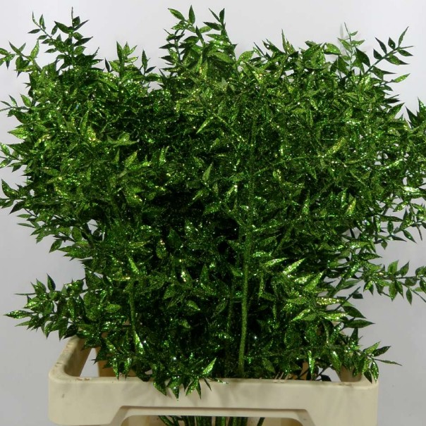 Ruscus Wild Brillantina Verde 70cm "T25"