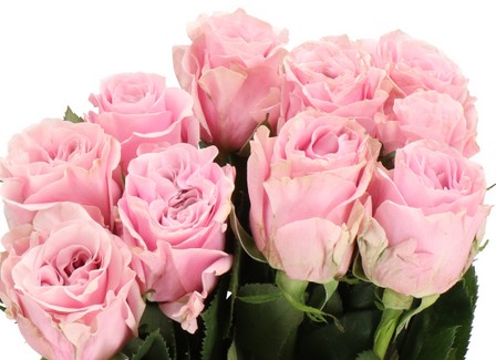 Rosa Hol. Addicted 2 Love 40cm