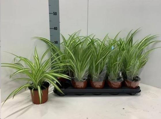 P. Chlor Comosum 12/35cm x10 Bic.