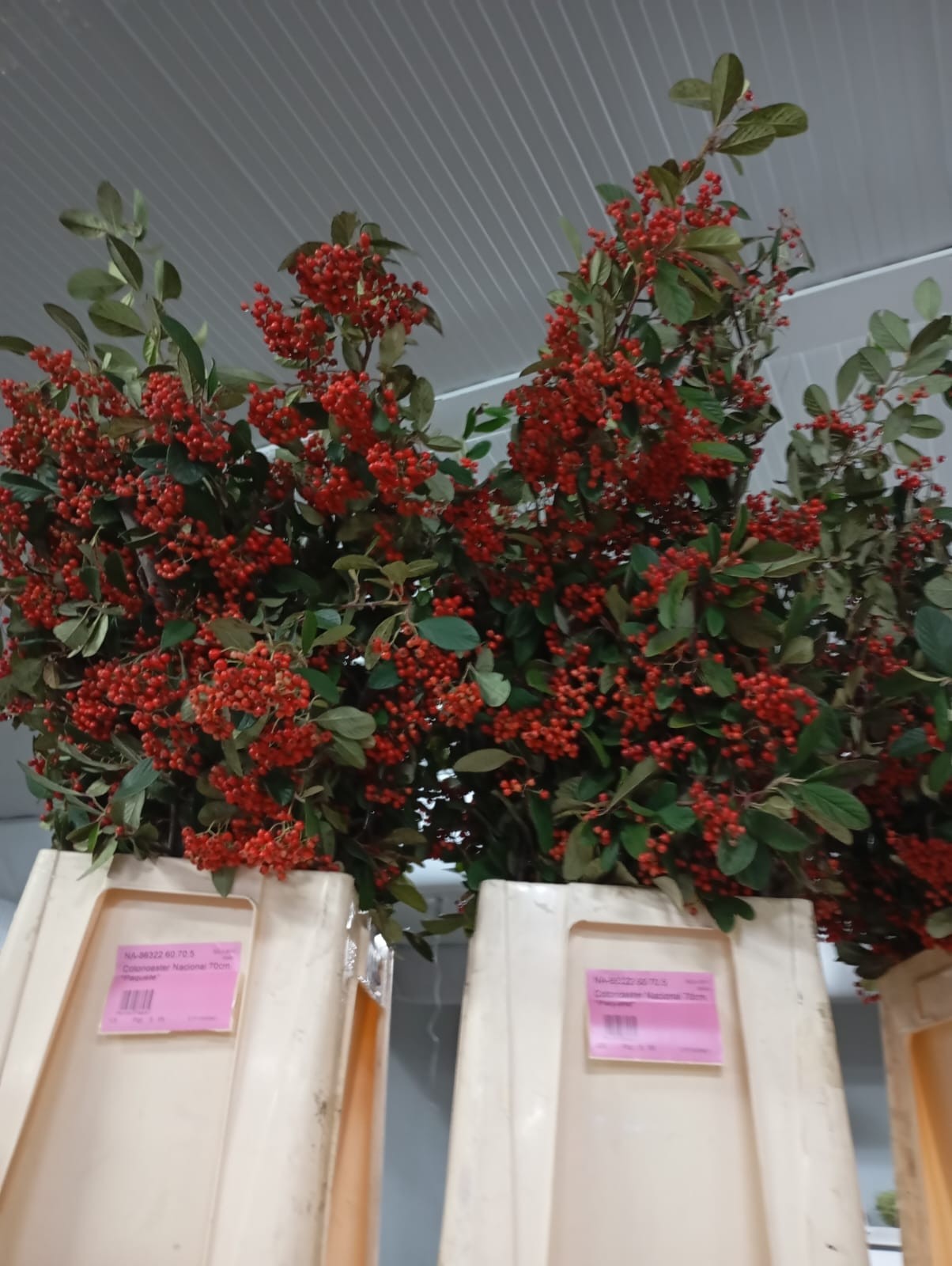 Cotoneaster Nacional 70cm "Paquete"