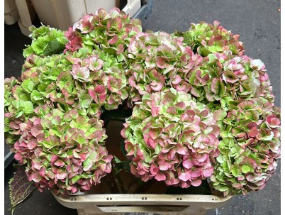 Hortensia Hol. Verena Classic 80cm 19/22 Bic.