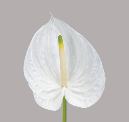 Anthurium Nac. Presence 9  "CC20" (7 Dias - 2)