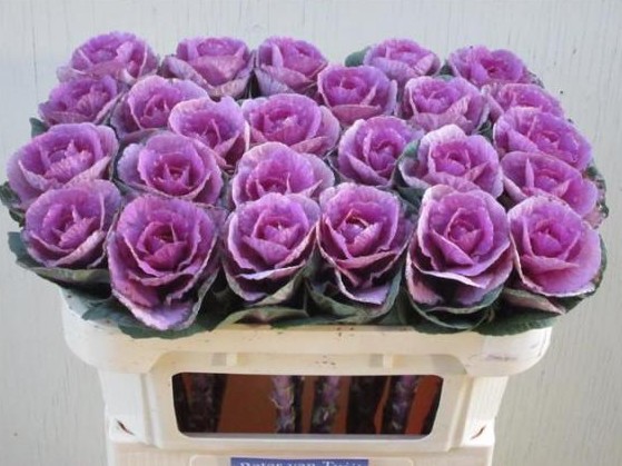 Brassica Hol. Olga 70cm Mo (7 Dias - 2)