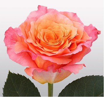 Rosa Ecu. Free Spirit 50cm (7 Dias - 2)