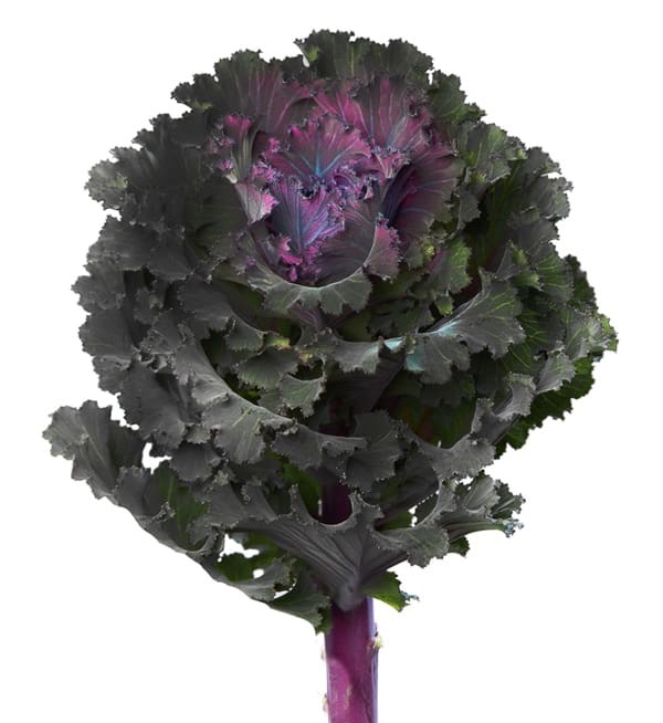Brassica Hol. Black Angel 70cm (7 Dias - 2)