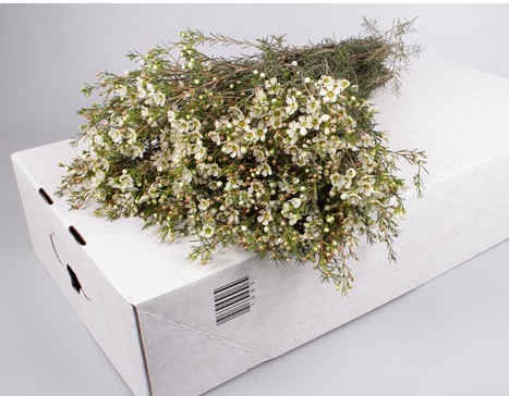 Flor Cera Hol. Ella 60cm 30gr Bl. "T25" (7 Dias - 2)