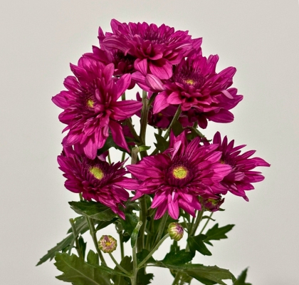 Margarita Nac. Dante Fucsia 75gr (7 Dias - 2)