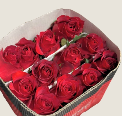 Rosa Col. Freedom 50cm "SJ" (7 Dias - 2)