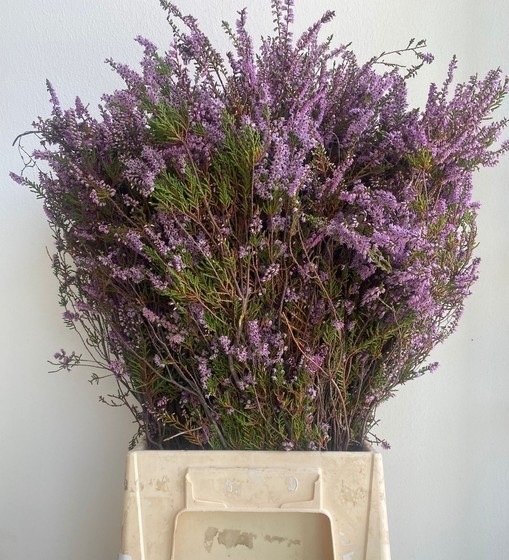 Erika Italia Lila 50cm 200gr Paq. (7 Dias - 2)