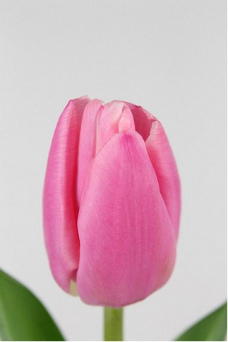 Tulipan Hol. Milkshake Fr. 45cm (7 Dias - 2)