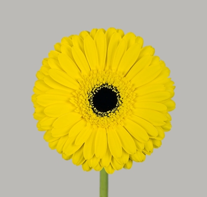 Gerbera Hol. Don Leo Am. "T25" (7 Dias - 2)