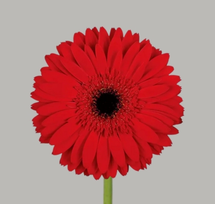 Gerbera Hol. Beauty Rj. "T25" (7 Dias - 2)