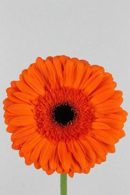 Gerbera Hol. Capella "T25" (7 Dias - 2)