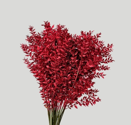 Ruscus Wild Brillantina Fucsia 70cm "T25"