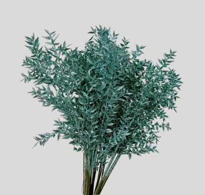 Ruscus Wild Brillantina Turquesa 70cm "T25"