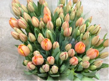 Tulipan Italia Naranja