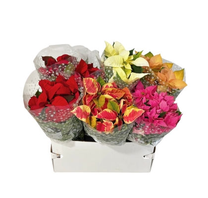 P. Poinsetia Nac. Mixta 15/45cm x7