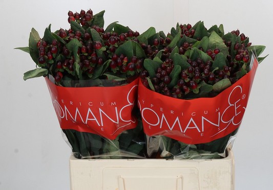 Hypericum R. Rocky 40cm "T25"