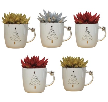 P. Echeveria Taza Star 9/15cm