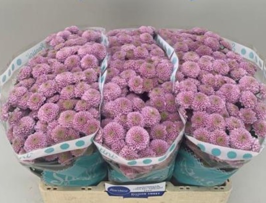 Santini Ellison Sweet 1200gr "T25" Rs.