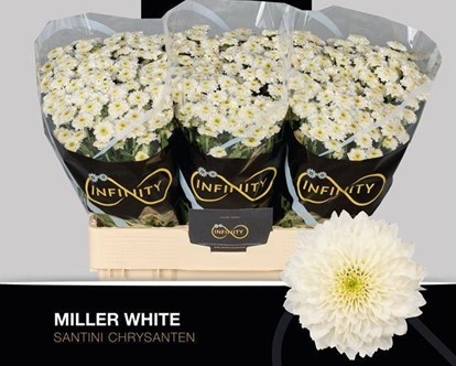 Santini Miller White 1000gr "T25" Bl.
