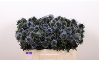 Eryngium Hol. Scorpiu Questar 50cm