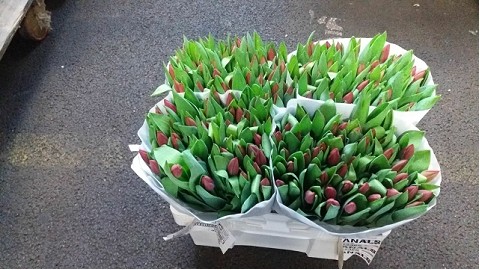 Tulipan Hol. Renegade 35cm Lil.