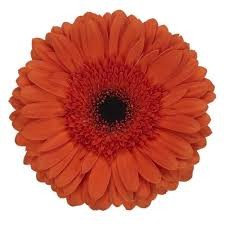 Gerbera Hol. Maddox "T25"