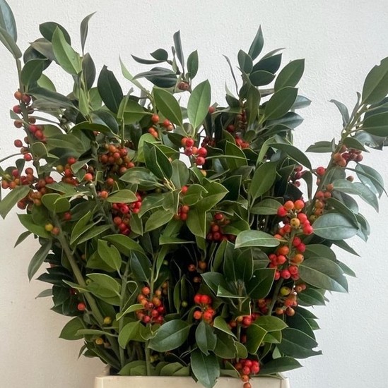 Acebo Verde Italia 65cm 300gr