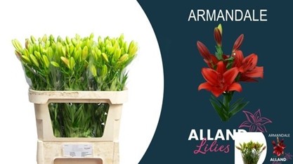 Lilium LA.  Armandale 80cm 3/4 fl. Rj
