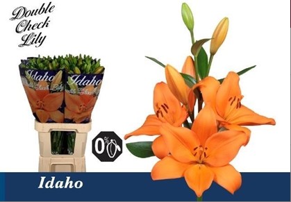 Lilium LA. Hol. Idaho 90cm 4/5 fl. Nj