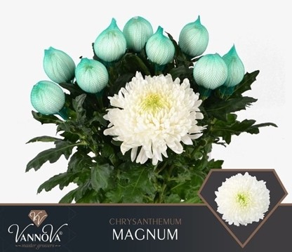 Uniflor Hol. Magnum 120gr Bl.