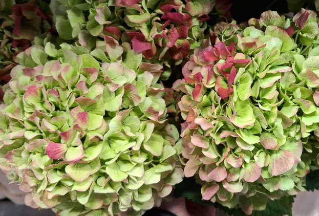 Hortensia Hol. Verena Classic 80cm 16/18 Bic.