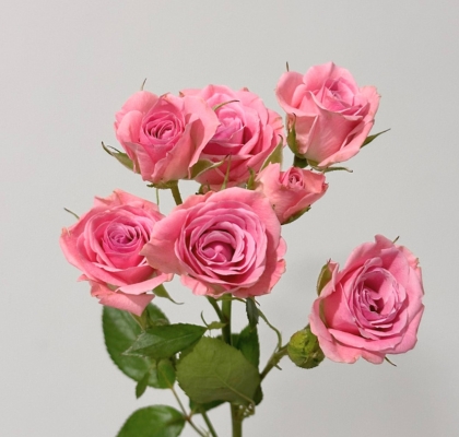 Ramificada Odilia 40cm (7 Dias - 2)