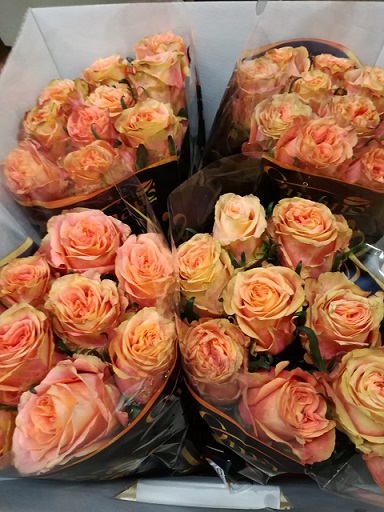 Rosa Hol. Love Pearl@ 50cm x10 (7 Dias - 2)