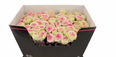 Ramificada Gelato 50cm bic. (7 Dias - 2)