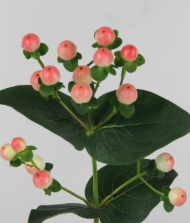 Hypericum Hol. Tiamo 50cm Rs (7 Dias - 2)