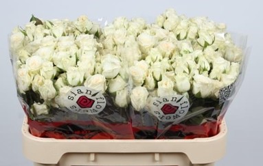 Ramificada Snowy Blossoms 70cm Bl. (7 Dias - 2)