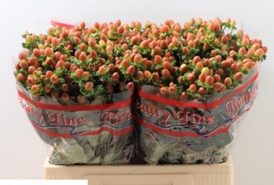 Hypericum Hol. Globo Coral 50cm "T25" (7 Dias - 2)