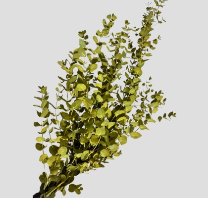 Eucalipto Cinerea Nacional Pintado Verde (7 Dias - 2)